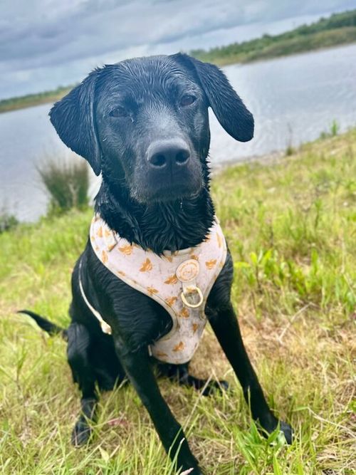 Beautiful young Labrador for sale in Rotherham, South Yorkshire