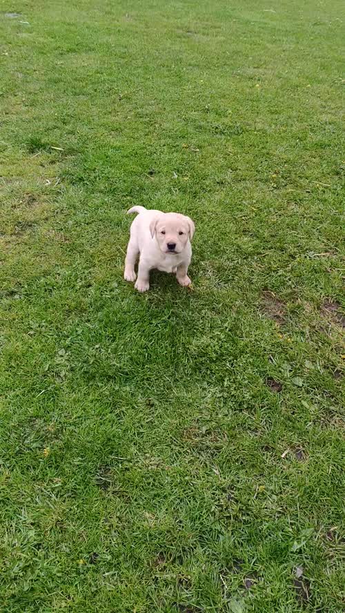 Beautifully Bred Labrador Puppies By a FtCh Sire for sale in Milton Keynes, Buckinghamshire