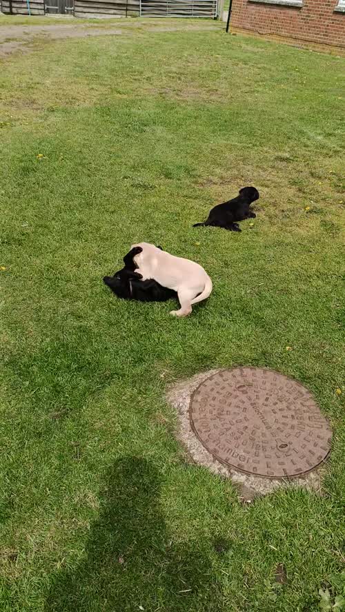 Beautifully Bred Labrador Puppy By a FtCh Sire for sale in Milton Keynes, Buckinghamshire