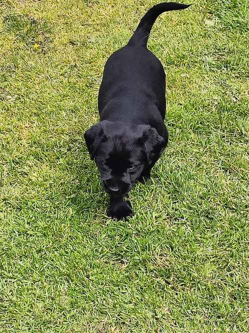 Beautifully Bred Labrador Puppy By a FtCh Sire for sale in Milton Keynes, Buckinghamshire