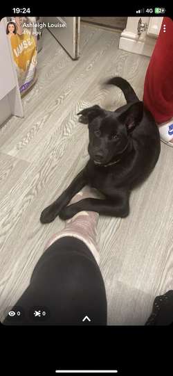 Belle 9month old Labrador cross for sale in Barrow in Furness cumbria | Image 1