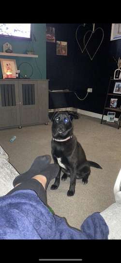 Belle 9month old Labrador cross for sale in Barrow in Furness cumbria | Image 2