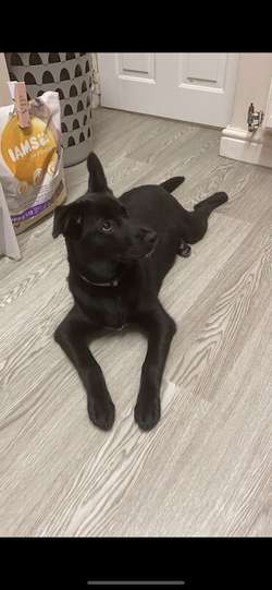 Belle 9month old Labrador cross for sale in Barrow in Furness cumbria | Image 3