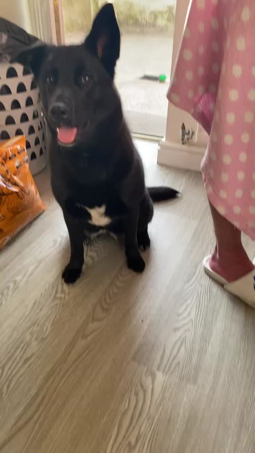 Belle 9month oils Labrador cross for sale in Barrow in Furness cumbria 