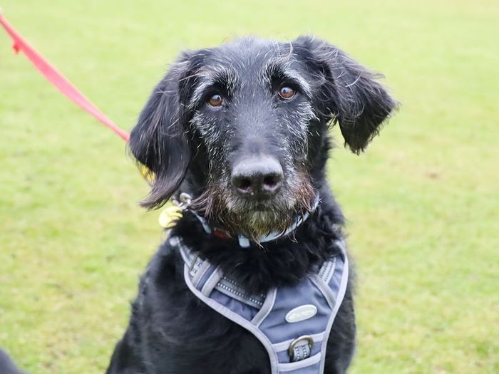 Labrador Retriever for adoption in Leeds, Yorkshire – 9 years old - Image 2 of 2