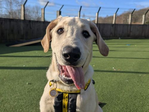 Benji for sale in Glasgow, Scotland