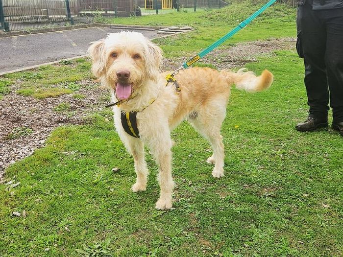 Labrador Retriever for adoption in Chestfield, Kent – 1 year old