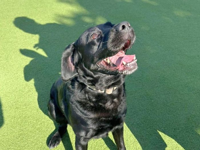 Labrador Retriever for adoption in Uxbridge, London – 8 years old