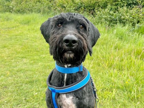 Bertie for sale in Leeds, Yorkshire