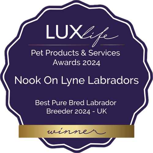 Best Pure Bred Labrador Breeder 2024 - UK, some of the best health tested litters by parentage with 252 CLEAR DNA tested conditions for sale in Carlisle, Cumbria