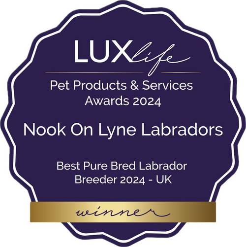 Best Pure Bred Labrador Breeder 2024 UK, some of the best health tested litters by parentage with 247 CLEAR DNA tested conditions for sale in Carlisle, Cumbria - Image 1