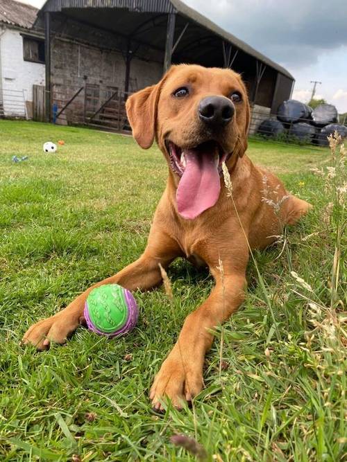 Best Pure Bred Labrador Breeder 2024 - UK, some of the best health tested litters by parentage with 252 CLEAR DNA tested conditions for sale in Carlisle, Cumbria - Image 6