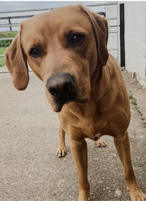 Best Pure Bred Labrador Breeder 2024 - UK, some of the best health tested litters by parentage with 252 CLEAR DNA tested conditions for sale in Carlisle, Cumbria - Image 8