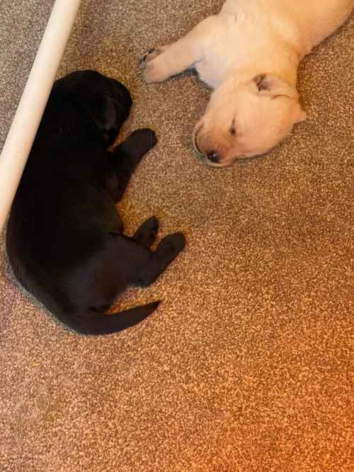 BIG CHUNKY SHOW TYPE KC REGESTERD LABRADOR PUPPY'S for sale in Birmingham, West Midlands