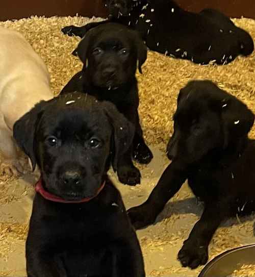 BIG CHUNKY SHOW TYPE KC REGESTERD LABRADOR PUPPY'S for sale in Birmingham, West Midlands