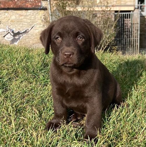 Black and Chocolate Puppies for sale in Sherborne, Dorset