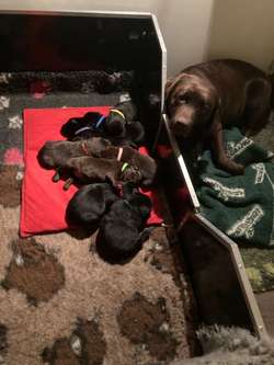 Black and Chocolate Puppies for sale in Sherborne, Dorset | Image 3