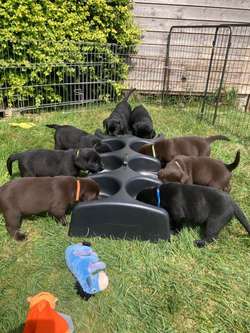 Black and Chocolate Puppies for sale in Sherborne, Dorset | Image 4