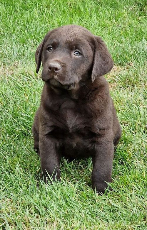 Black and chocolate show type pups; fully health tested parents for sale in Lockerbie, Dumfries