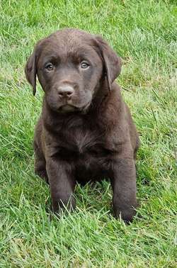 Black and chocolate show type pups; fully health tested parents, bred for temperament, type and quality for sale in Lockerbie, Dumfries | Image 2