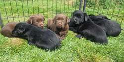 Black and chocolate show type pups; fully health tested parents, bred for temperament, type and quality for sale in Lockerbie, Dumfries | Image 3