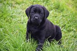 Black and chocolate show type pups; fully health tested parents, bred for temperament, type and quality for sale in Lockerbie, Dumfries | Image 4
