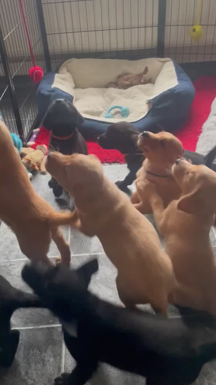 Labrador Retriever puppies for sale in Doncaster, South Yorkshire – KC registered, 6 weeks old