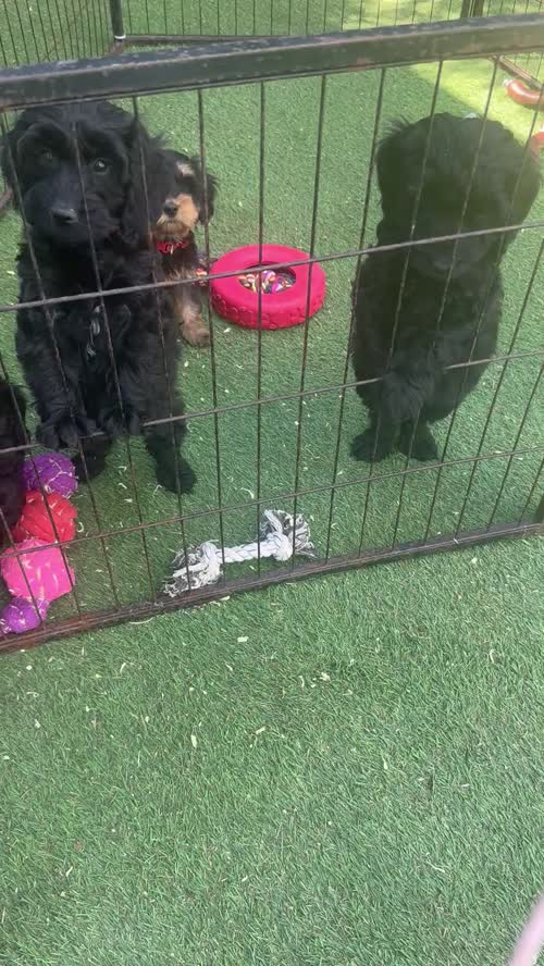 Black and Tan little boy f1 cockapoo for sale in Cambridgeshire