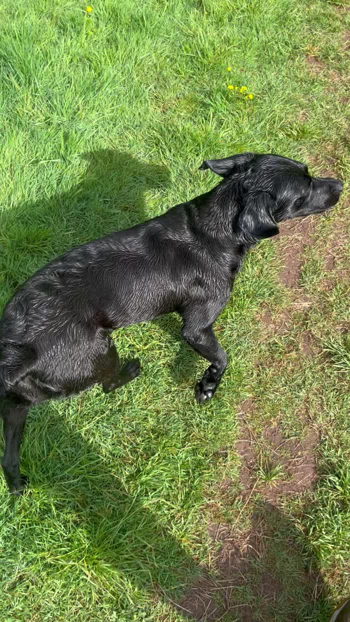 Labrador Retriever puppies for sale in Linton, Derbyshire – KC registered, 2 weeks old