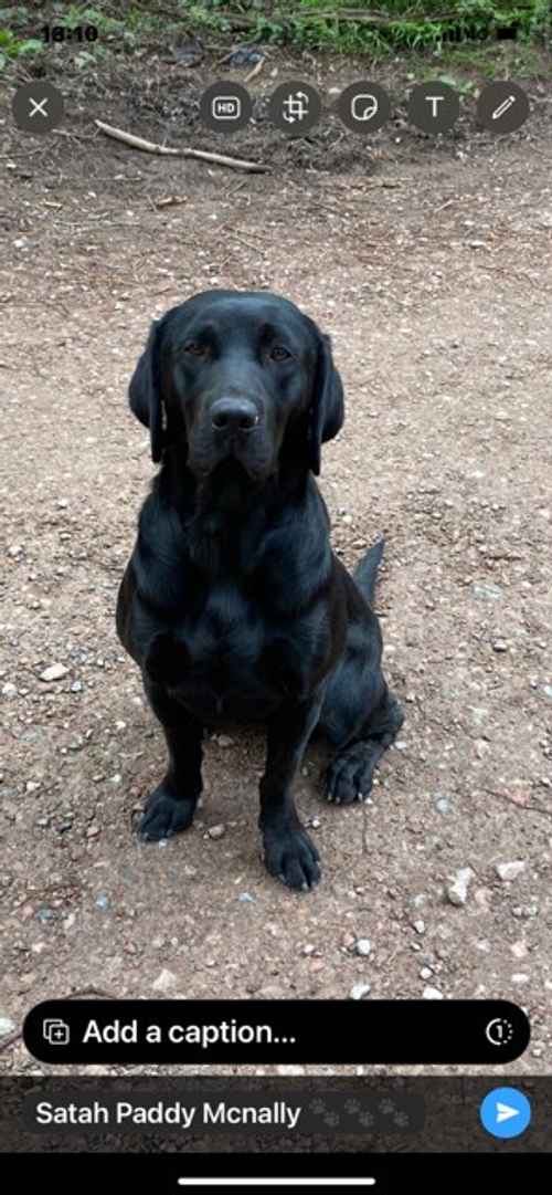 Black Bitch Labrador Pup for Sale in Lydney, Gloucestershire
