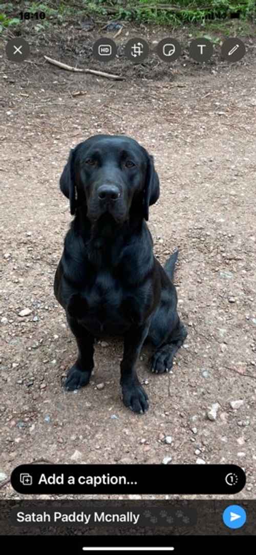 Black Bitch Labrador Pup for Sale in Lydney, Gloucestershire 