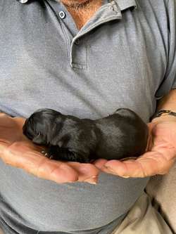 Black Bitch Labrador Pup for Sale in Lydney, Gloucestershire | Image 2