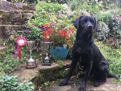 Black Bitch Labrador Pup for Sale in Lydney, Gloucestershire | Image 3