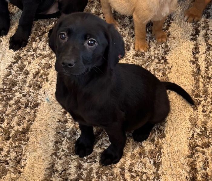 Labrador Retriever puppies for sale in Llangollen, Clwyd – 12 weeks old