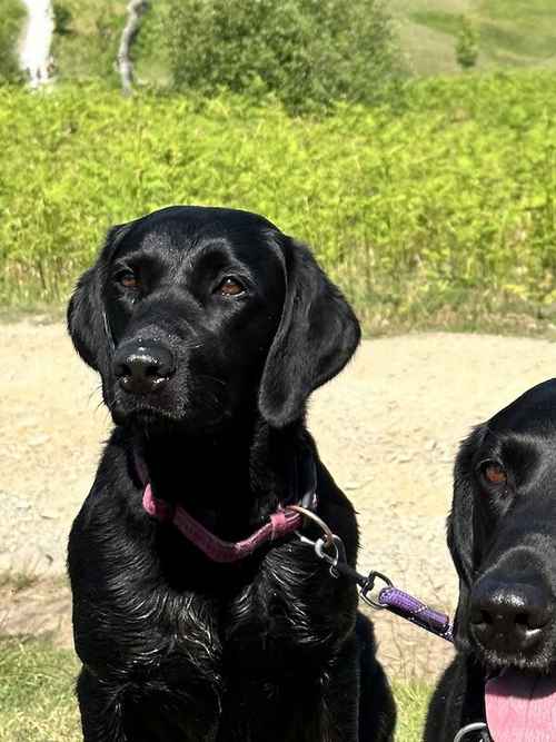 Black KC Registered Labrador Puppies for sale in Hereford, Herefordshire