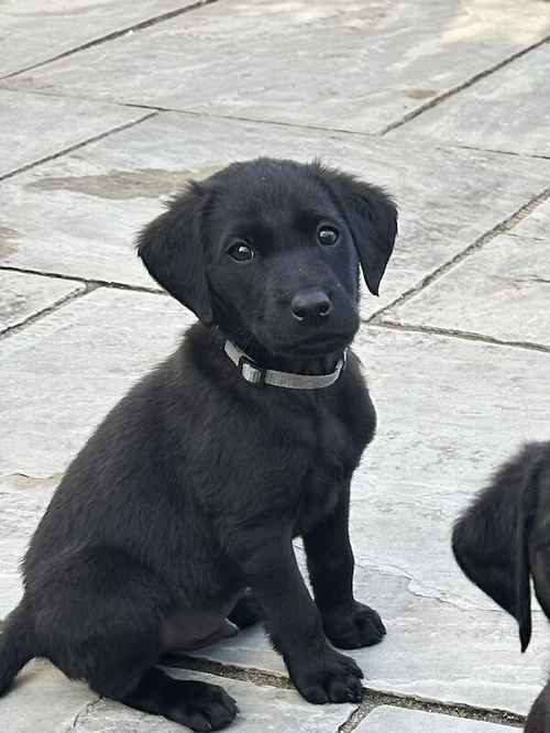 Black KC Registered Labrador Puppies for sale in Hereford, Herefordshire