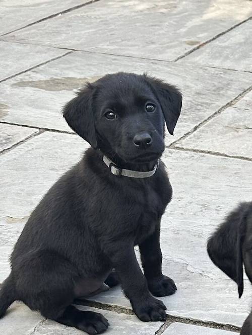 Black KC Registered Labrador Puppies for sale in Hereford, Herefordshire - Image 2