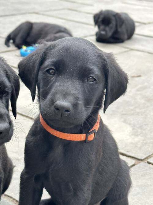 Black KC Registered Labrador Puppies for sale in Hereford, Herefordshire - Image 3