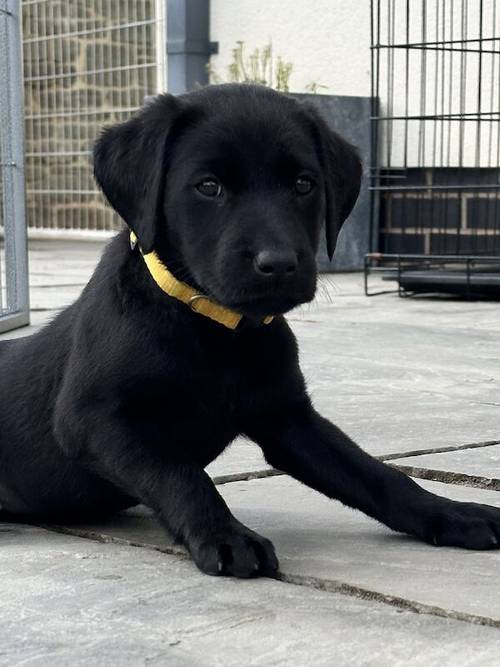 Black KC Registered Labrador Puppies for sale in Hereford, Herefordshire - Image 1