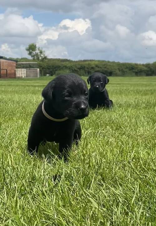 Black KC Registered Puppies ALL SOLD for sale in Oakham, Rutland - Image 1