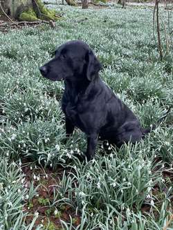 Black KC Registered Puppies ALL SOLD for sale in Oakham, Rutland | Image 2