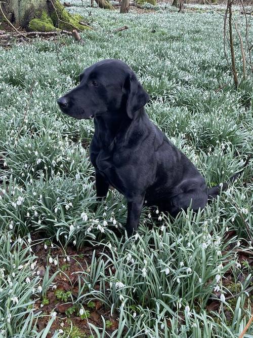 Black KC Registered Puppies ALL SOLD for sale in Oakham, Rutland - Image 2