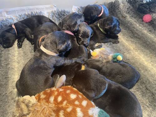 Black KC Registered Puppies ALL SOLD for sale in Oakham, Rutland - Image 3