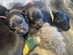 Black KC Registered Puppies ALL SOLD for sale in Oakham, Rutland | Image 4