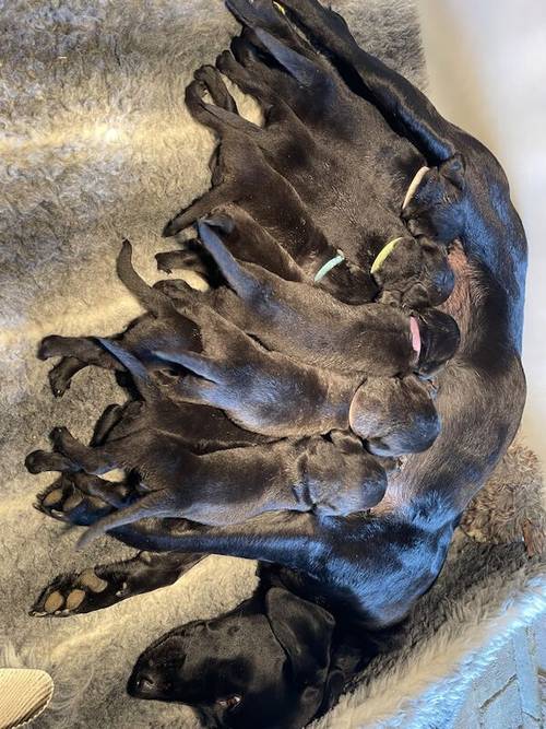 Black KC Registered Puppies ALL SOLD for sale in Oakham, Rutland - Image 5