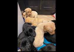 Black KC registered puppy for sale in Ayr, South Ayrshire | Image 2