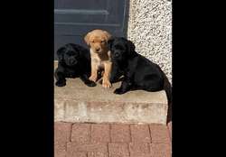 Black KC registered puppy for sale in Ayr, South Ayrshire | Image 3