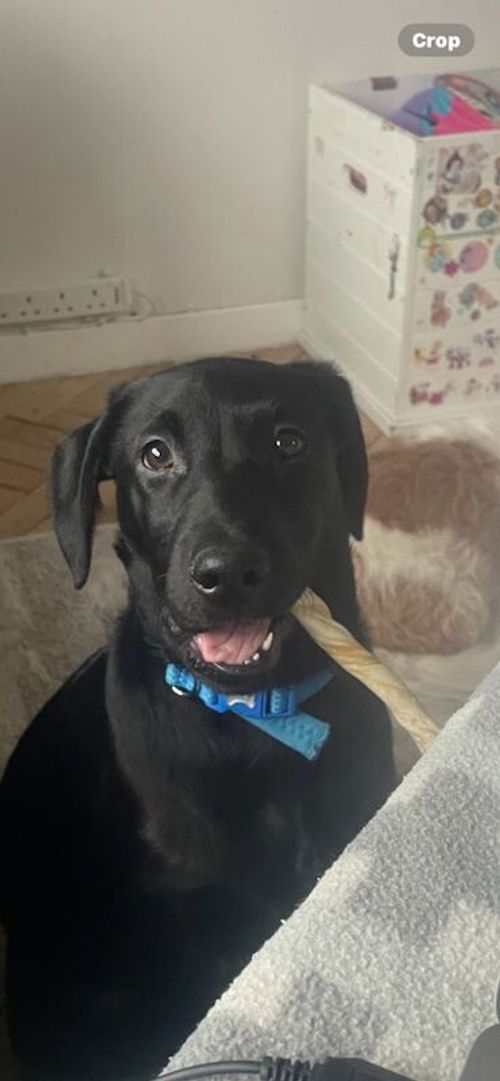 Black lab for re-homing 7 months old for sale in Redhill, Surrey