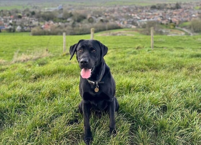 Black Lab for Stud