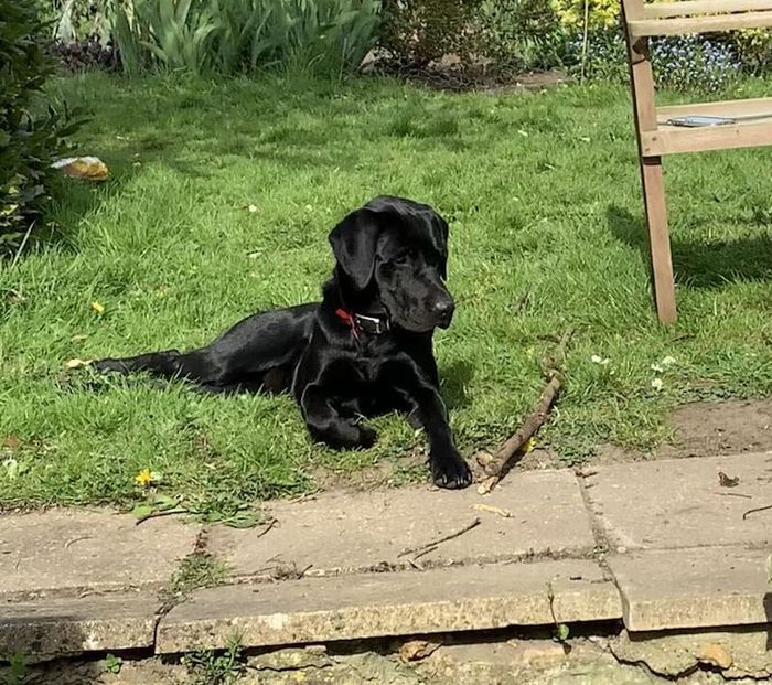 Black Lab for Stud - Image 2 of 6